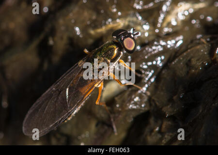 Twin-Ort Centurion (Sargus Bipunctatus) Soldaten fliegen. Die größte britische Art dieser Gattung der Soldat fliegt auf faulenden veg Stockfoto