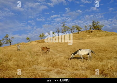 Maultiere Weiden auf einem trockenen Sommer-Hügel. Andalusische, Córdoba, Andalusien. Spanien Stockfoto