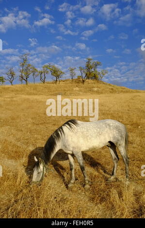 Pferde weiden auf einem Hügel. Andalusische, Córdoba, Andalusien. Spanien Stockfoto