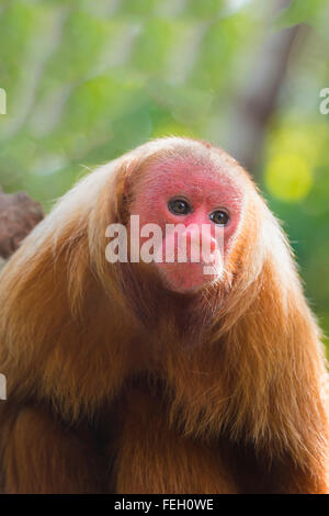 Roten kahlköpfigen Uakari Affen auch bekannt als britische Monkey (Cacajao Calvus Rubicundus), Bundesstaat Amazonas, Brasilien Stockfoto
