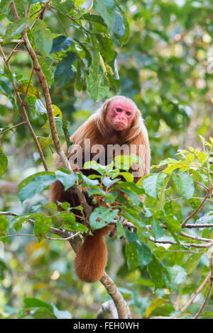 Roten kahlköpfigen Uakari Affen auch bekannt als britische Monkey (Cacajao Calvus Rubicundus), Bundesstaat Amazonas, Brasilien Stockfoto