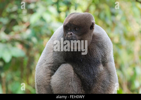 Braun wollig Affe auch bekannt als gemeinsame wollige Affen oder Humboldts wollig Affe (Lagothrix Lagotricha), Bundesstaat Amazonas, Brasilien Stockfoto