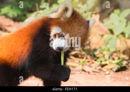 Roter Panda (Ailurus Fulgens), Provinz Sichuan, China Stockfoto