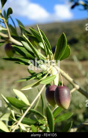 Oliven im Spätherbst aus der Nähe reifen. Carcabuey, Cordoba. Spanien Stockfoto