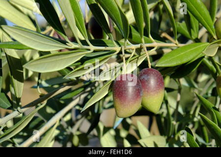 Oliven im Spätherbst aus der Nähe reifen. Carcabuey, Cordoba. Spanien Stockfoto