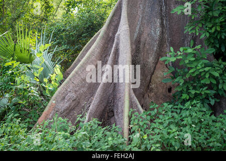 Banyan Treet Wurzeln Stockfoto