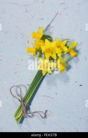 Eine Reihe von Miniatur-Narzissen. Stockfoto