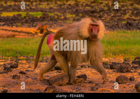 Eine männliche Hamadryas Pavian (Papio Hamadryas) Awash-Nationalpark, Äthiopien. Stockfoto