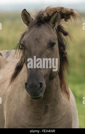 Konik Ponys, Polnisch primitive Pferd, UK, der Auffassung, dass die polnische Konik der jüngste Nachkomme der Europäischen wild Hors ist Stockfoto