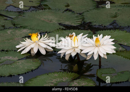 Lilienblume Aus Weißem Wasser Stockfoto