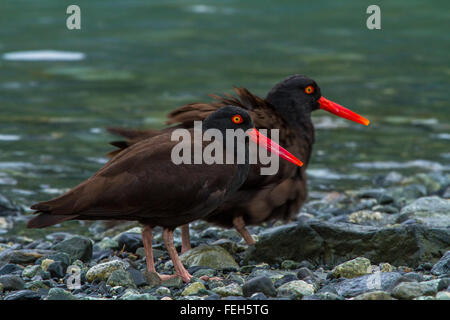Ein paar schwarze Austernfischer (Haematopus Bachmani) nebeneinander in Glacier Bay Nationalpark, Alaska, USA. Stockfoto