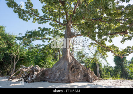 Einen riesigen Banyan-Baum auf Uno Insel Bijagos-Archipel, Guinea Bissau Stockfoto