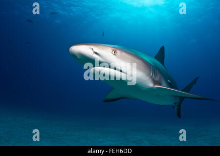 Caribbean Reef Shark, enge und persönliche Stockfoto