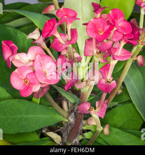 Zweig mit Blüten von Euphorbia Milii (oder Christus Pflanze, Christus Dorn, Dornenkrone) Stockfoto