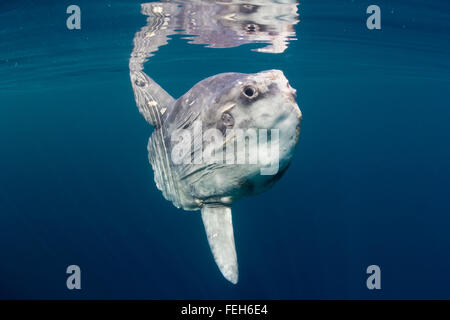Mondfisch (Mola Mola) sonnen sich an der Oberfläche in den klaren, blauen Wasser des Nordatlantiks. Eine seltene, Sommer Sichtung in britischen Gewässern. Stockfoto
