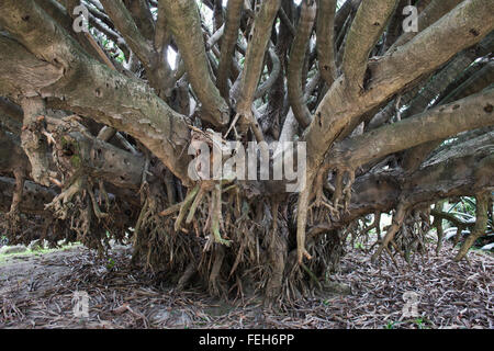 Baum im Botanischen Garten Universität (Jardim Botanico) in Lissabon, Portugal Stockfoto