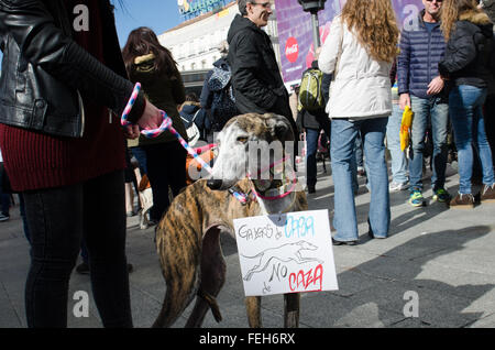 Madrid, Spanien. 7. Februar 2016. Ein Windhund tragen ein kleines Plakat auf Spanisch "Greyhound Zuhause nicht der Jagd" während der Demonstration gegen die Jagd mit Hunden statt in Madrid. Bildnachweis: Valentin Sama-Rojo/Alamy Live-Nachrichten. Stockfoto