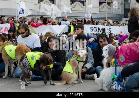 Madrid, Spanien. 7. Februar 2016. Demonstranten versammelten sich in Madrid City Hall zu protestieren gegen die Jagd mit Hunden während der Demonstration in Madrid statt. Bildnachweis: Valentin Sama-Rojo/Alamy Live-Nachrichten. Stockfoto