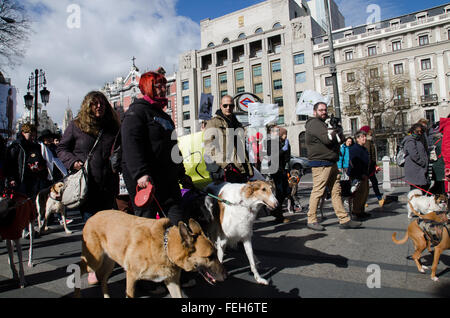 Madrid, Spanien. 7. Februar 2016. Demonstranten protestieren mit ihren Hunden gegen die Jagd mit Windhunden oder andere Rassen. Bildnachweis: Valentin Sama-Rojo/Alamy Live-Nachrichten. Stockfoto