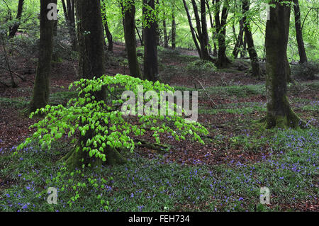 Beech woodland in spring Stockfoto