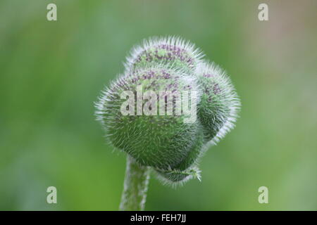 Ungeöffnete Mohn Blütenknospe Stockfoto