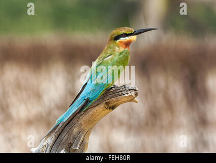 Blau-tailed Bienenfresser in Sri Lanka, hocken auf abgestorbenen Baum mit Feldern im Hintergrund Stockfoto