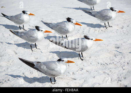 Gruppe von königliche Seeschwalben Seevögel stehen auf sandigen Siesta Key Beach, Florida Stockfoto