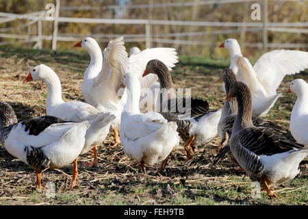 Junge Gänse Weiden auf Geflügel-Hof im Sommer Stockfoto