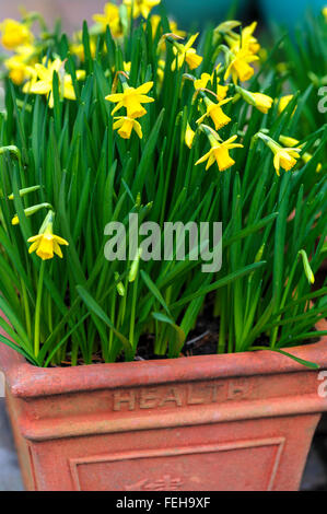 Narcissus Tete-a-tete. Narzisse. Stockfoto