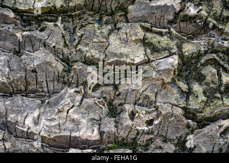 Ungewöhnliche Holz Textur, Muster - Nahaufnahme von Palm Baumstamm Stockfoto