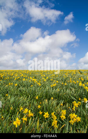 Ein landwirtschaftliches Feld voller Narzissen unter einem blauen Himmel mit weißen Wolken. Stockfoto