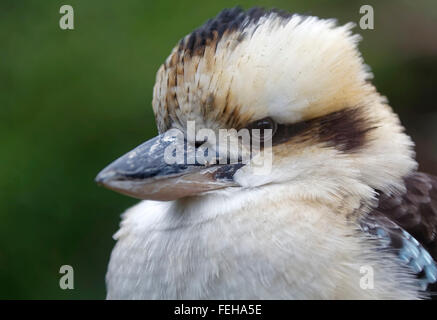 Laughing Kookaburra im Budapester Zoo Stockfoto