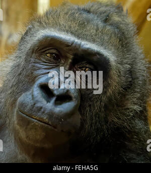 Gorilla im Budapester Zoo Stockfoto