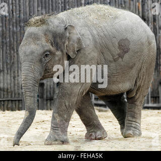 Elefant (Asha genannt) im Budapester Zoo Stockfoto