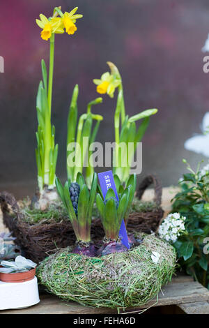 Narcissus Assoanus. Miniatur-Narzissen Blumen Stockfoto