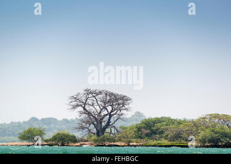 Ein Baum am Strand auf einer kleinen Inseln in der Bijagos-Archipel, Guinea Bissau Stockfoto