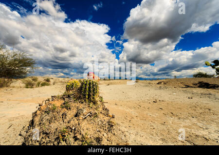 großen Kakteen in rote Wüste, Wüste Tatacoa, Kolumbien, Lateinamerika, Wolken und Sand, roter Sand in der Wüste Stockfoto