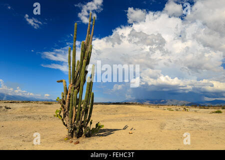 großen Kakteen in rote Wüste, Wüste Tatacoa, Kolumbien, Lateinamerika, Wolken und Sand, roter Sand in der Wüste Stockfoto