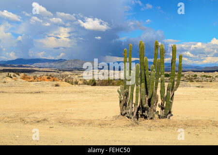 großen Kakteen in rote Wüste, Wüste Tatacoa, Kolumbien, Lateinamerika, Wolken und Sand, roter Sand in der Wüste Stockfoto
