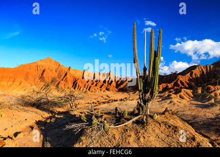 großen Kakteen in rote Wüste, Wüste Tatacoa, Kolumbien, Lateinamerika, Wolken und Sand, roter Sand in der Wüste Stockfoto