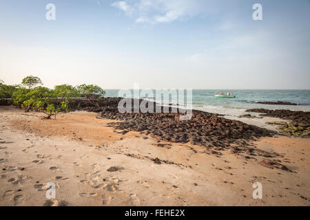 Mangroven wachsen auf vulkanischem Gestein nahe der Küste der Insel Poilao in den Bijagos Inseln von Guinea Bissau Stockfoto