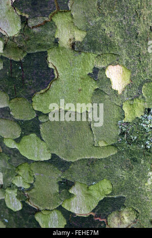 Ahorn Baum Rinde Muster Stockfoto