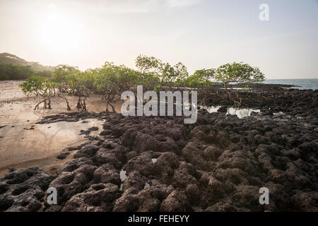 Mangroven wachsen auf vulkanischem Gestein nahe der Küste der Insel Poilao in den Bijagos Inseln von Guinea Bissau Stockfoto