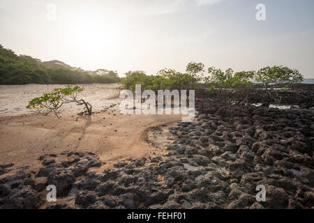 Mangroven wachsen auf vulkanischem Gestein nahe der Küste der Insel Poilao in den Bijagos Inseln von Guinea Bissau Stockfoto