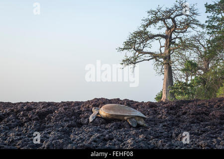 Eine grüne Schildkröte schleppen sich zurück in Richtung Meer nach der Eiablage am Ufer des Bijagos Insel von Poilao, Guinea Bissau Stockfoto