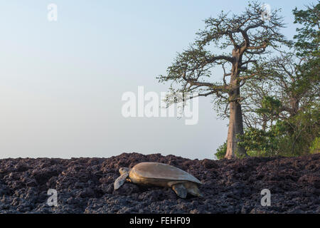 Eine grüne Schildkröte schleppen sich zurück in Richtung Meer nach der Eiablage am Ufer des Bijagos Insel von Poilao, Guinea Bissau Stockfoto