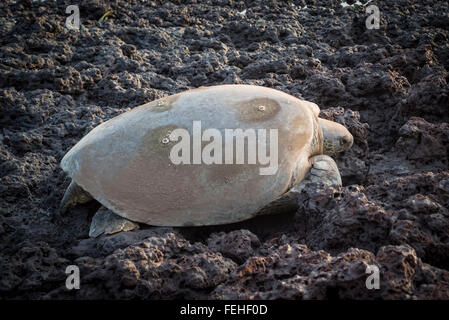 Eine grüne Schildkröte schleppen sich zurück in Richtung Meer nach der Eiablage am Ufer des Bijagos Insel von Poilao, Guinea Bissau Stockfoto