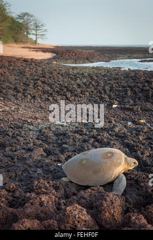 Eine grüne Schildkröte schleppen sich zurück in Richtung Meer nach der Eiablage am Ufer des Bijagos Insel von Poilao, Guinea Bissau Stockfoto