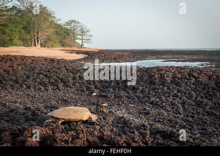 Eine grüne Schildkröte schleppen sich zurück in Richtung Meer nach der Eiablage am Ufer des Bijagos Insel von Poilao, Guinea Bissau Stockfoto