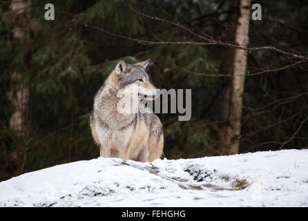 Europäischer Grauwolf im Schnee mit Bäumen hinter Stockfoto